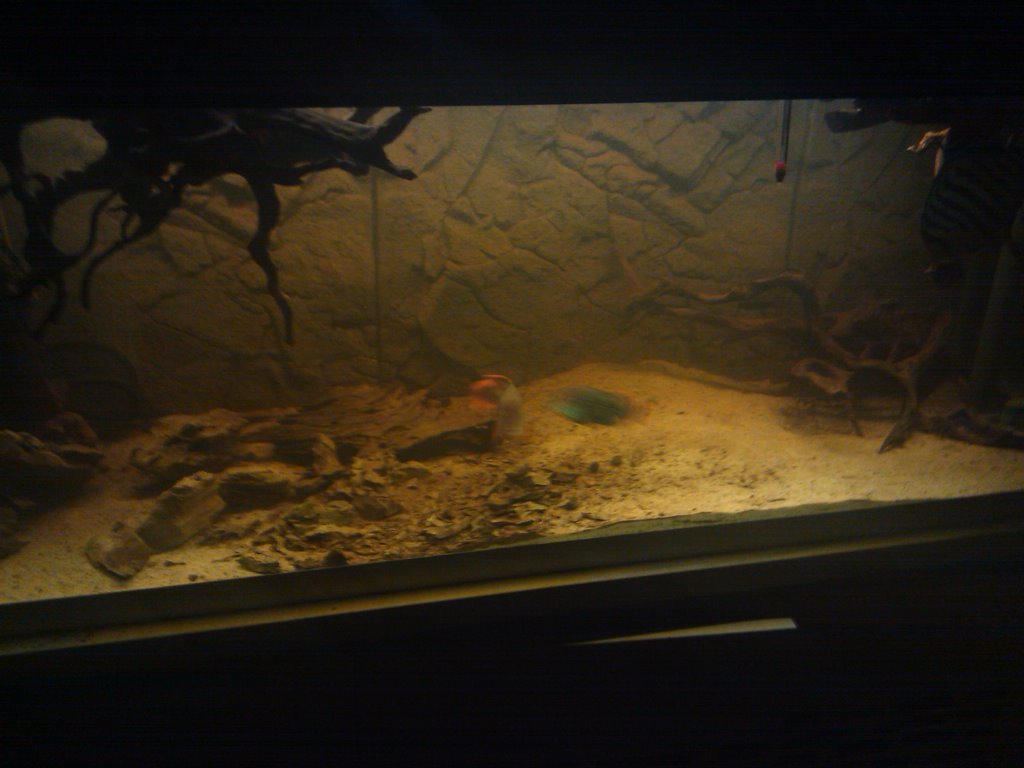 2011112472959_Casa dei rivulatus.jpg